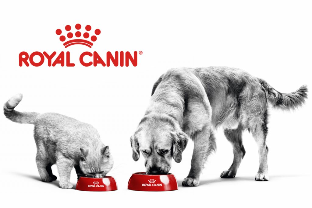 Kat Hond Royal Canin